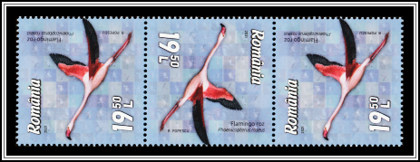 Greater Flamingo (Phoenicopterus roseus)