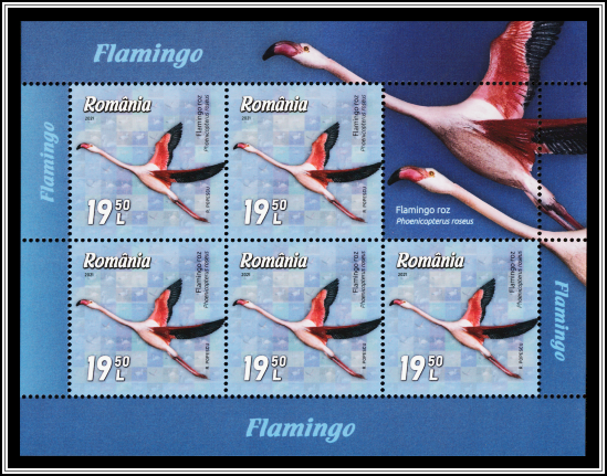 Greater Flamingo (Phoenicopterus roseus)