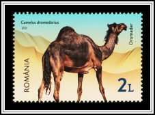 Dromedary (Camelus dromedarius)