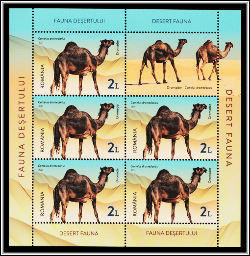 Dromedary (Camelus dromedarius)