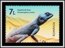 Sinai Agama (Pseudotrapelus sinaitus)