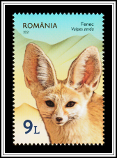 Fennec (Vulpes zerda)