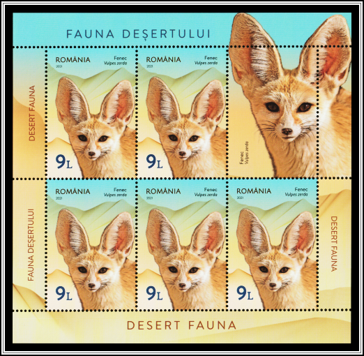 Fennec (Vulpes zerda)