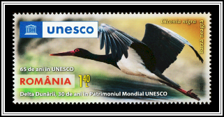 Black Stork (Ciconia nigra)