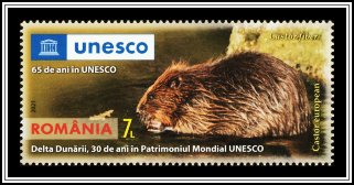 Eurasian Beaver (Castor fiber)