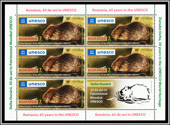 Eurasian Beaver (Castor fiber)
