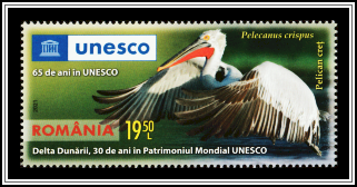 Dalmatian Pelican (Pelecanus crispus)