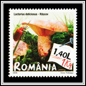 Saffron Milk Cap (Lactarius deliciosus)