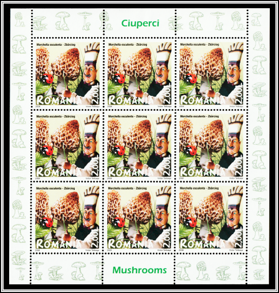 Common Morel (Morchella esculenta)