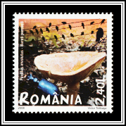 Brown Roll-rim (Paxillus involutus)