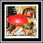 Emetic Russula (Russula emetica)
