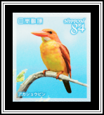 Ruddy Kingfisher (Halcyon coromanda)