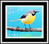 Grey Wagtail (Motacilla cinerea)