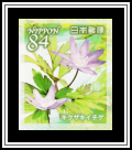 Kikuzaki Ichige (Anemone pseudoaltaica)