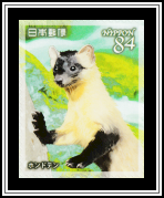Japanese Marten (Martes melampus)