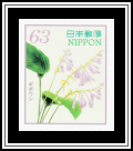 Hosta