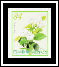 Jasmine