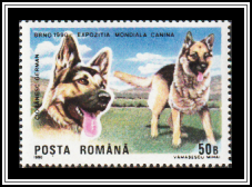 German Shepherd
