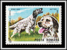 English Setter