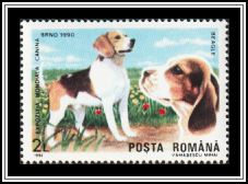 Beagle