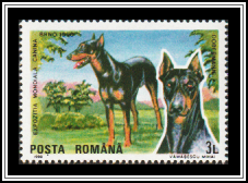 Dobermann Pinscher