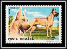 Great Dane