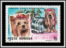 Yorkshire Terrier