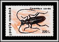 Greater Capricorn Beetle (Cerambyx cerdo)