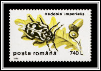 Wood Borer (Hedobia imperialis)