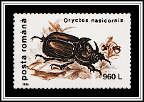 European Rhinoceros Beetle (Oryctes nasicornis)
