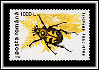 Bee Beetle (Trichius fasciatus)