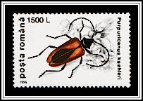 Cerambyd Beetle (Purpuricenus kaehleri)