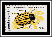 Willow Leaf Beetle (Chrysomela vigintipunctata)