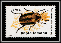 Leaf Beetle (Entomoscelis adonidis)