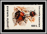 Two-spot Ladybird (Coccinella bipunctata)