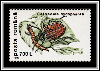 European Calosoma Beetle (Calosoma sycophanta)