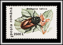 Pasture Splendour Beetle (Anthaxia salicis)