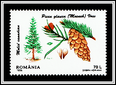 White Spruce (Picea glauca)