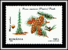 Serbian Spruce (Picea omorika)