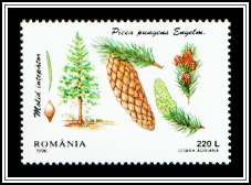 Blue Spruce (Picea pungens)