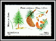 Sitka Spruce (Picea sitchensis)