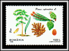Scots Pine (Pinus sylvestris)