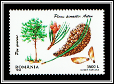Maritime Pine (Pinus pinaster)
