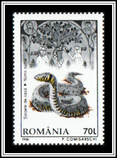 European Grass Snake (Natrix natrix)