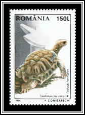 Hermann's Tortoise (Testudo hermanni)