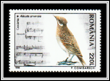 Eurasian Skylark (Alauda arvensis)