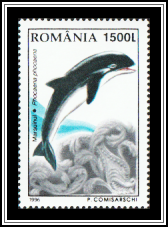 Harbour Porpoise (Phocaena phocaena)