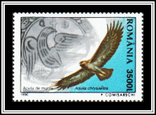 Golden Eagle (Aquila chrysaetos)