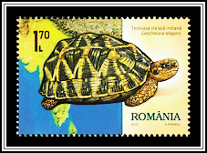 Indian Star Tortoise (Geochelone elegans)
