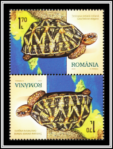 Indian Star Tortoise (Geochelone elegans)